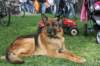 koninginnedag2009107_small.jpg
